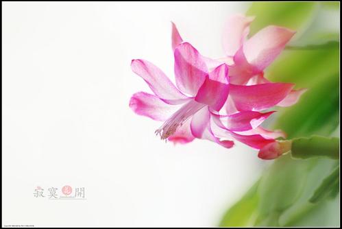寂寞的花朵绽放