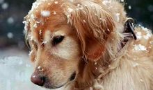 从养猫中，体会乐趣