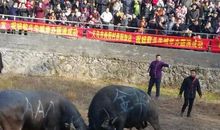 激情“斗牛赛”