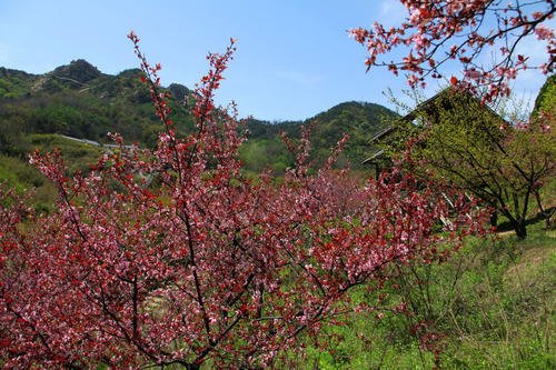 春天最美丽的风景