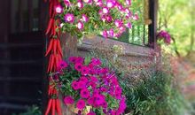 春约森林植物园