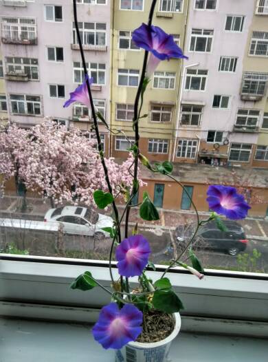 当牵牛花遇见花架