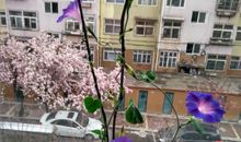 当牵牛花遇到花架