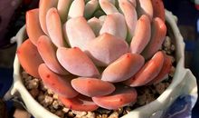 美丽的“雪天使”