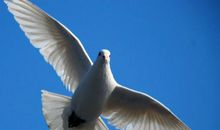 假如人类也有翅膀