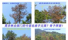 科技挽救不了绿色家园