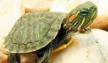 我的动物朋友巴西龟