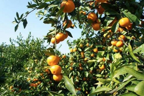 采摘橘子