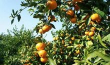 采橘子