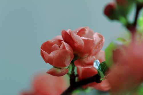 秋海棠无香（第2部分）