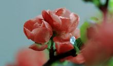 海棠无香（下）