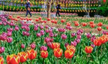 春游郁金香花展