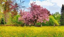 品花中之趣悟人生之理