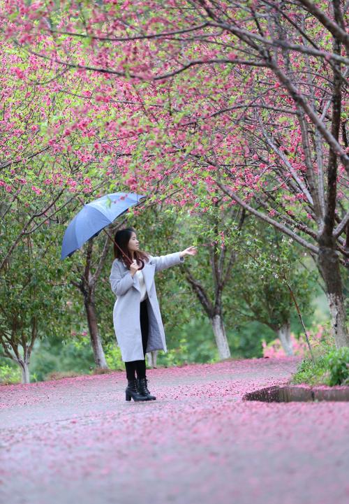 杏花在雨中