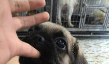 我的动物朋友八哥