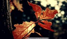 梧桐落叶的味道