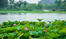 你若盛开风景自来