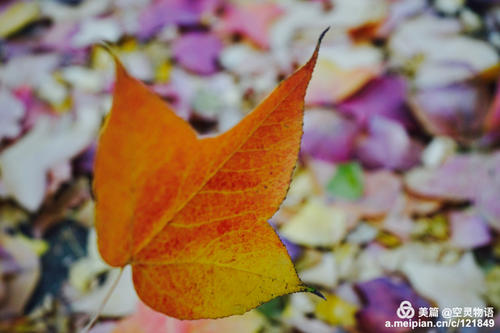 听花