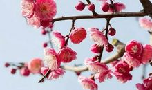 冬开春落——梅花