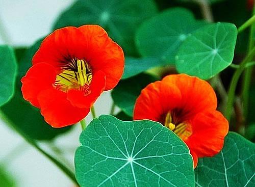 花草有生命