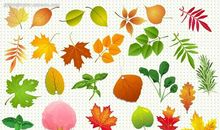 秋天的树叶作文450字