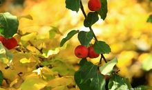 寻找秋天的礼物