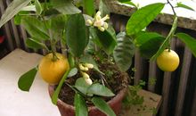 我喜欢植物的N个理由