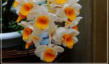 突然发现我曾是温室里的花朵