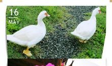 锦林佛手文化公园