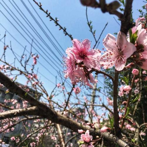 院子里的桃树