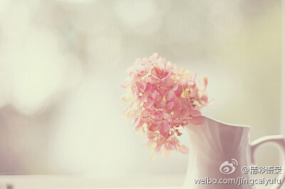 顽强的花朵，我喜欢你