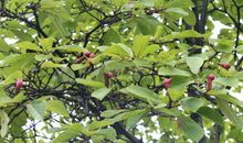 白玉兰观察日记