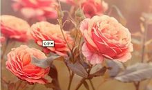 锦时风景情悠悠