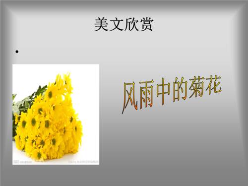 菊花在风雨中