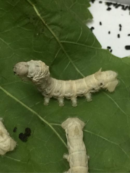 蚕蜕皮