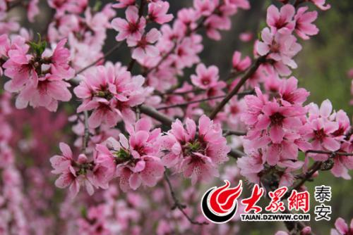 门前的春天风光也在动
