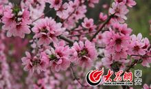 门前的春色也动人