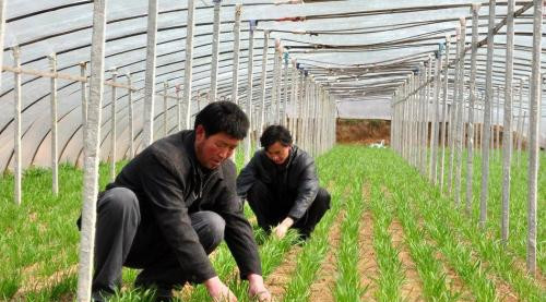 参观种植温室的感觉