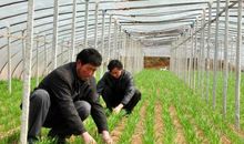 参观种植大棚有感