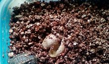 小乌龟的破壳记