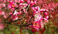 早春来到我校园