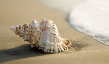 人生路上的一颗贝壳