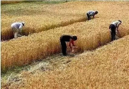 “如果未对小麦进行测试”，继续