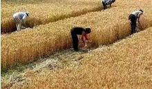 《如果麦子没有考验》续写