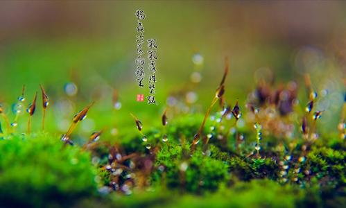 生命之雨