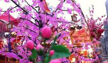 新年探访“年宵花市”