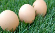 巧辩生熟鸡蛋