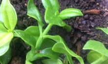 致那石缝间的一抹绿