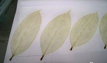 叶脉书签制作