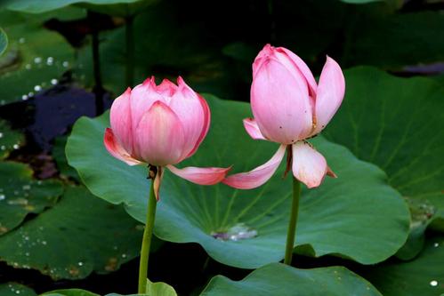 游览荷花池